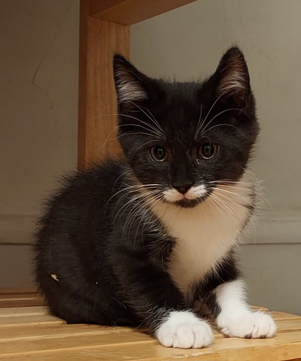 Enlarge Stosh, a Adoptable Domestic Short Hair in Chicago, IL image 2/2