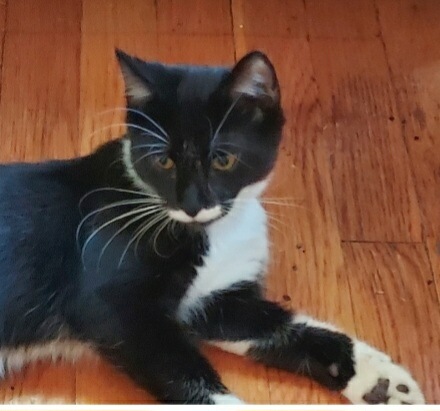 Enlarge Stosh, a Adoptable Domestic Short Hair in Chicago, IL image 1/2