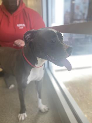 Riley, a Adoptable Mixed Breed in Cincinnati, OH image 1/2