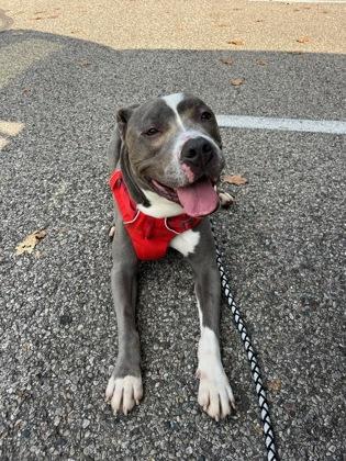 Riley, a Adoptable Mixed Breed in Cincinnati, OH image 2/2