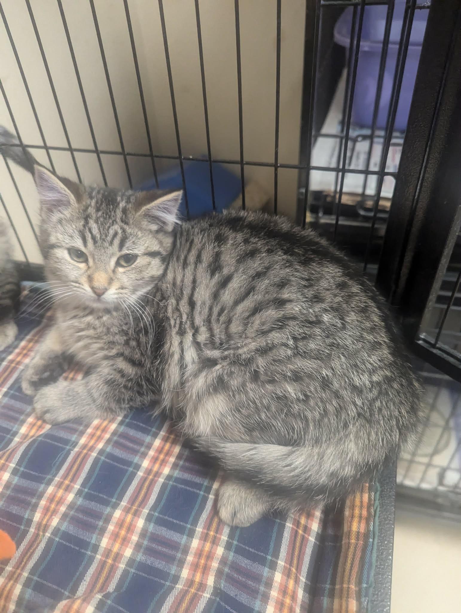 Enlarge Moxie, an adopted Domestic Short Hair in Logan, OH image 1/1