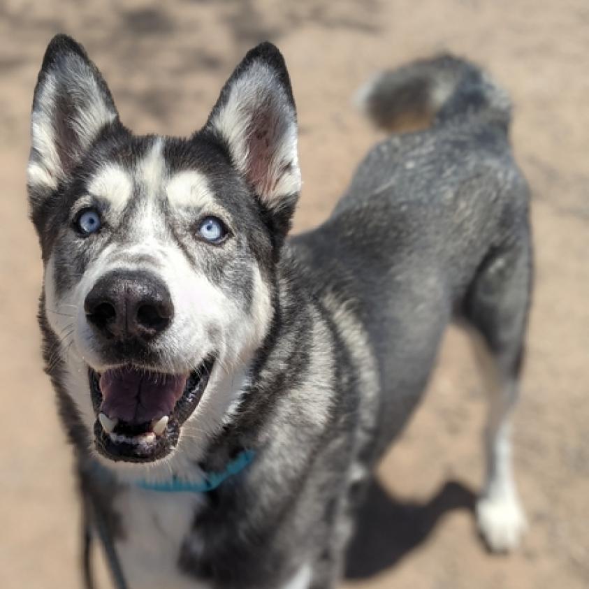 Marcos, Adoptable, Adult Male Siberian Husky & Mixed Breed.