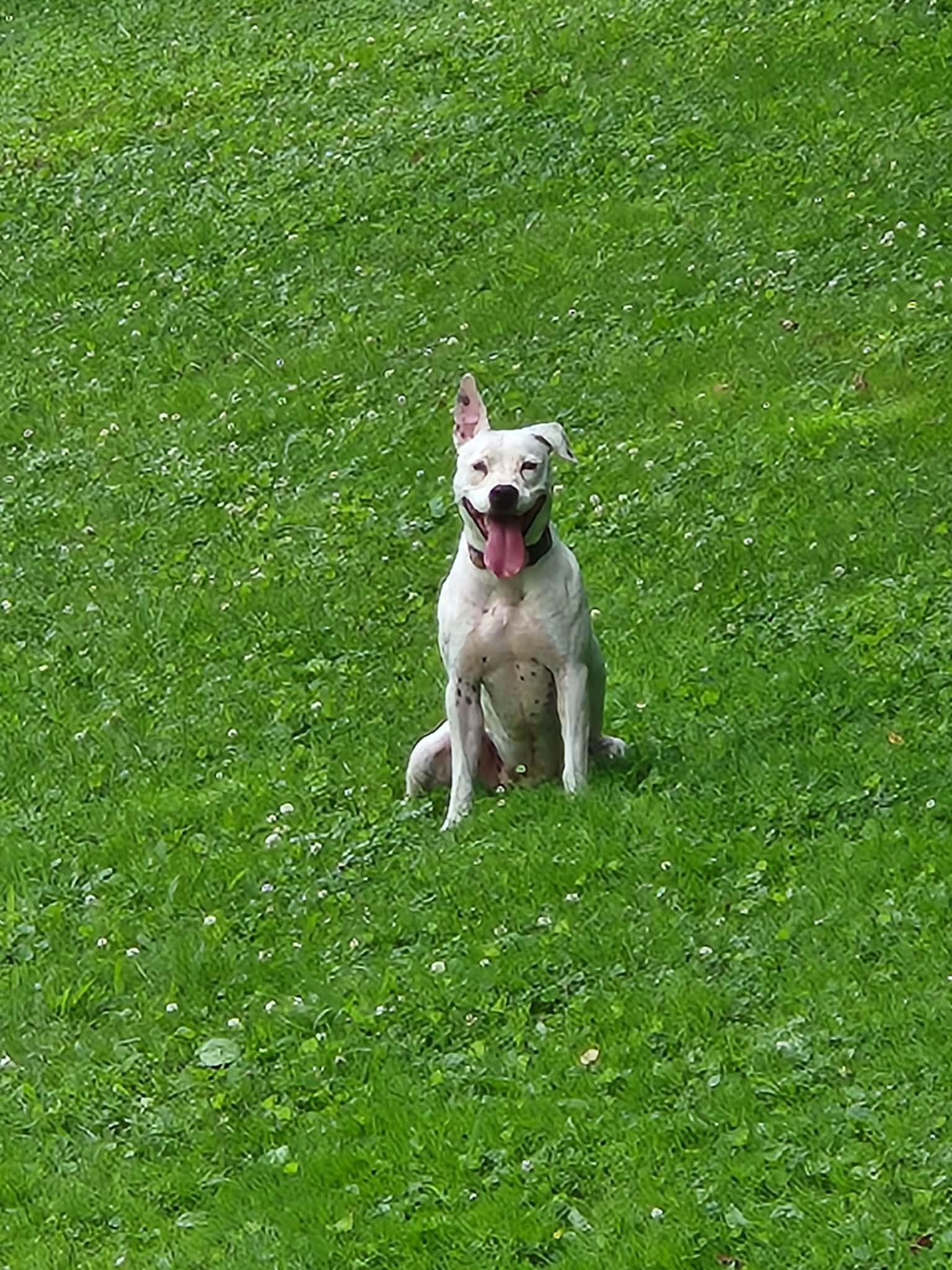 Patty Cakes, a Adoptable Pit Bull Terrier in Woodsfield, OH image 2/3