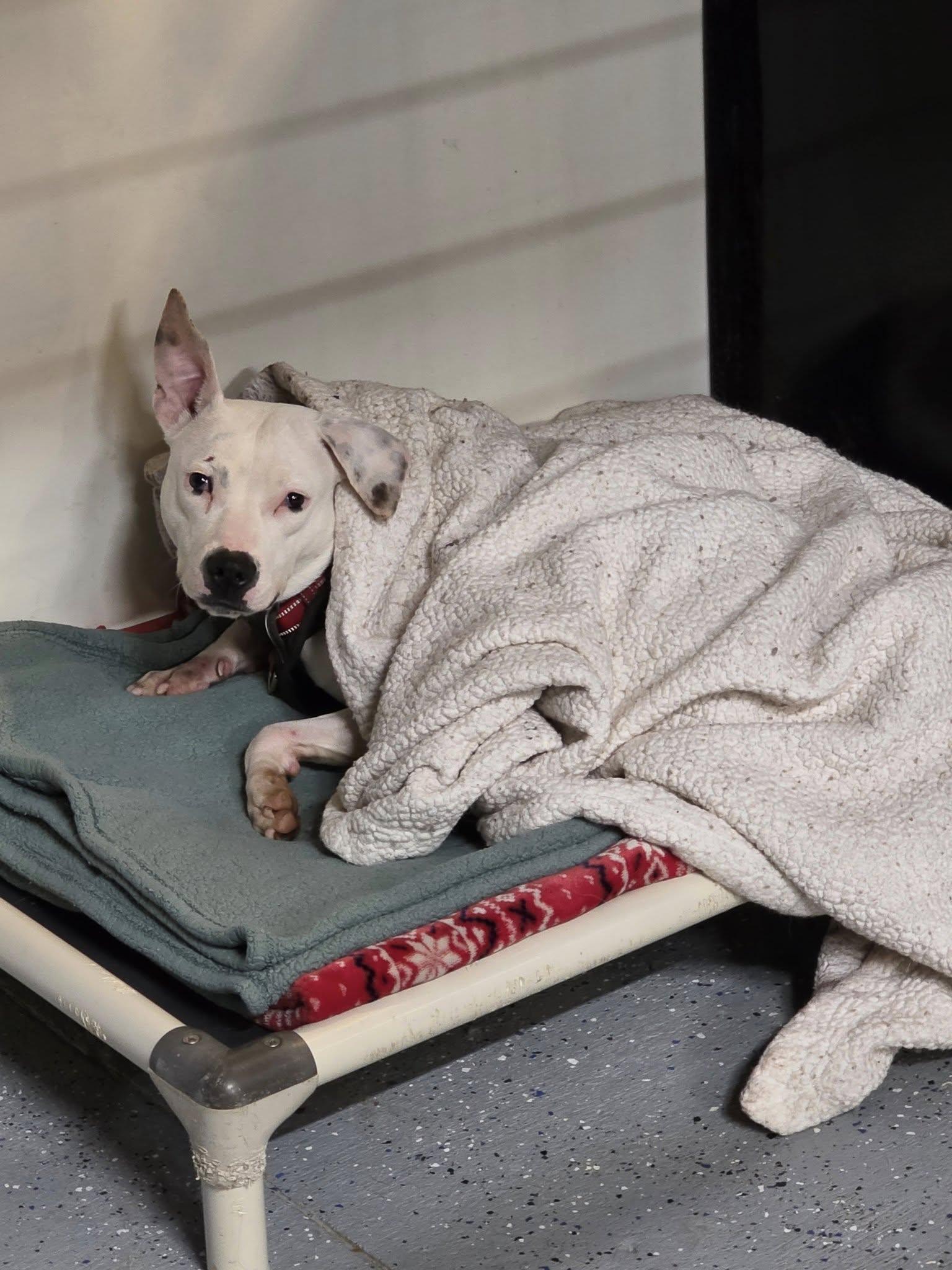 Patty Cakes, a Adoptable Pit Bull Terrier in Woodsfield, OH image 1/3