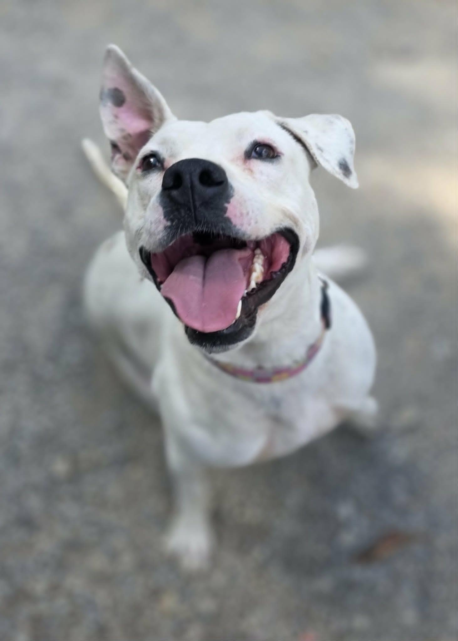 Patty Cakes, a Adoptable Pit Bull Terrier in Woodsfield, OH image 3/3