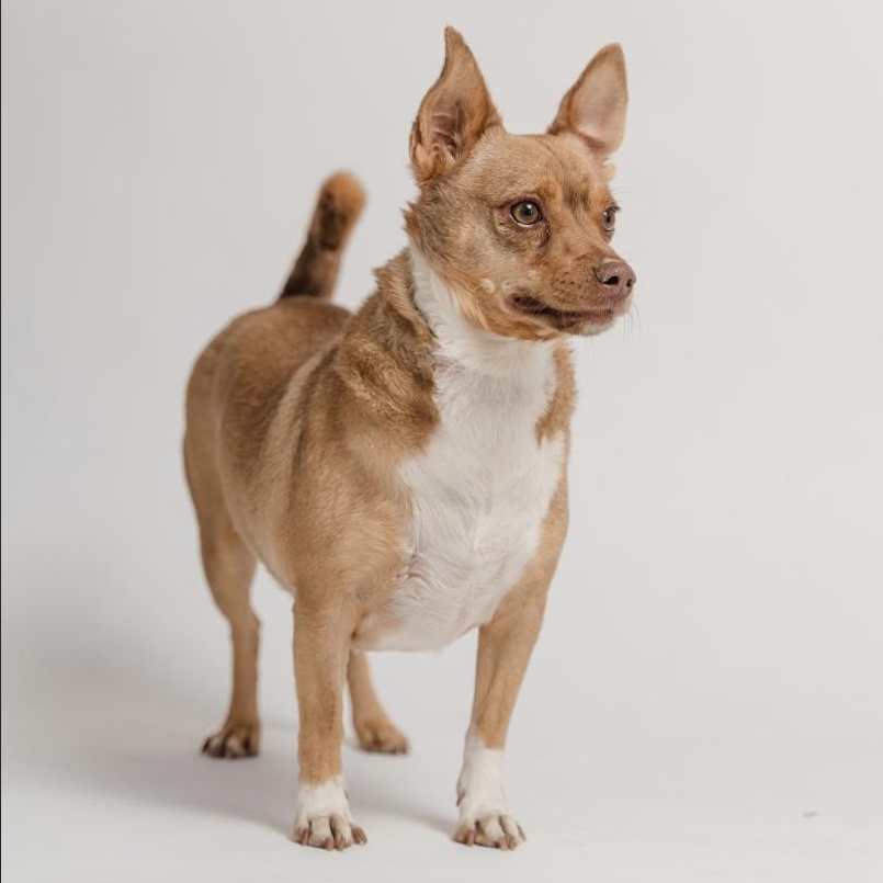 Cheto, Adoptable, Adult Male Chihuahua.