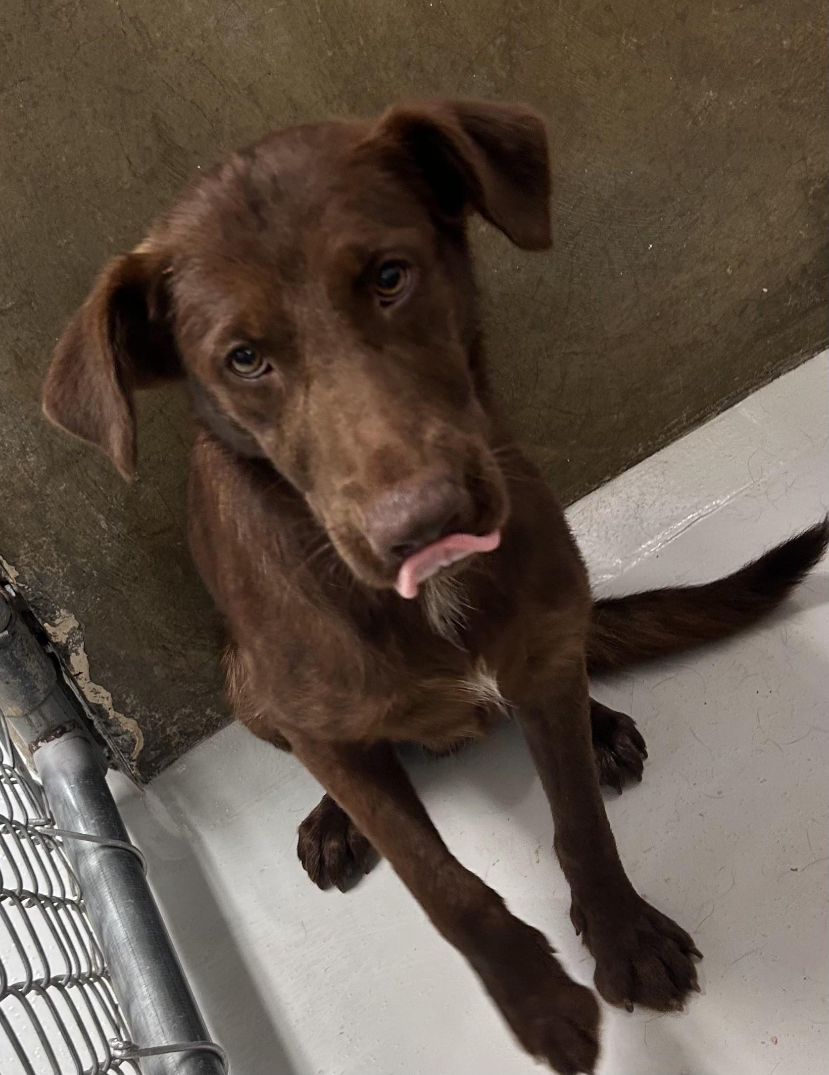 Enlarge Brownie, an adopted mixed breed in Germanton, NC image 1/1
