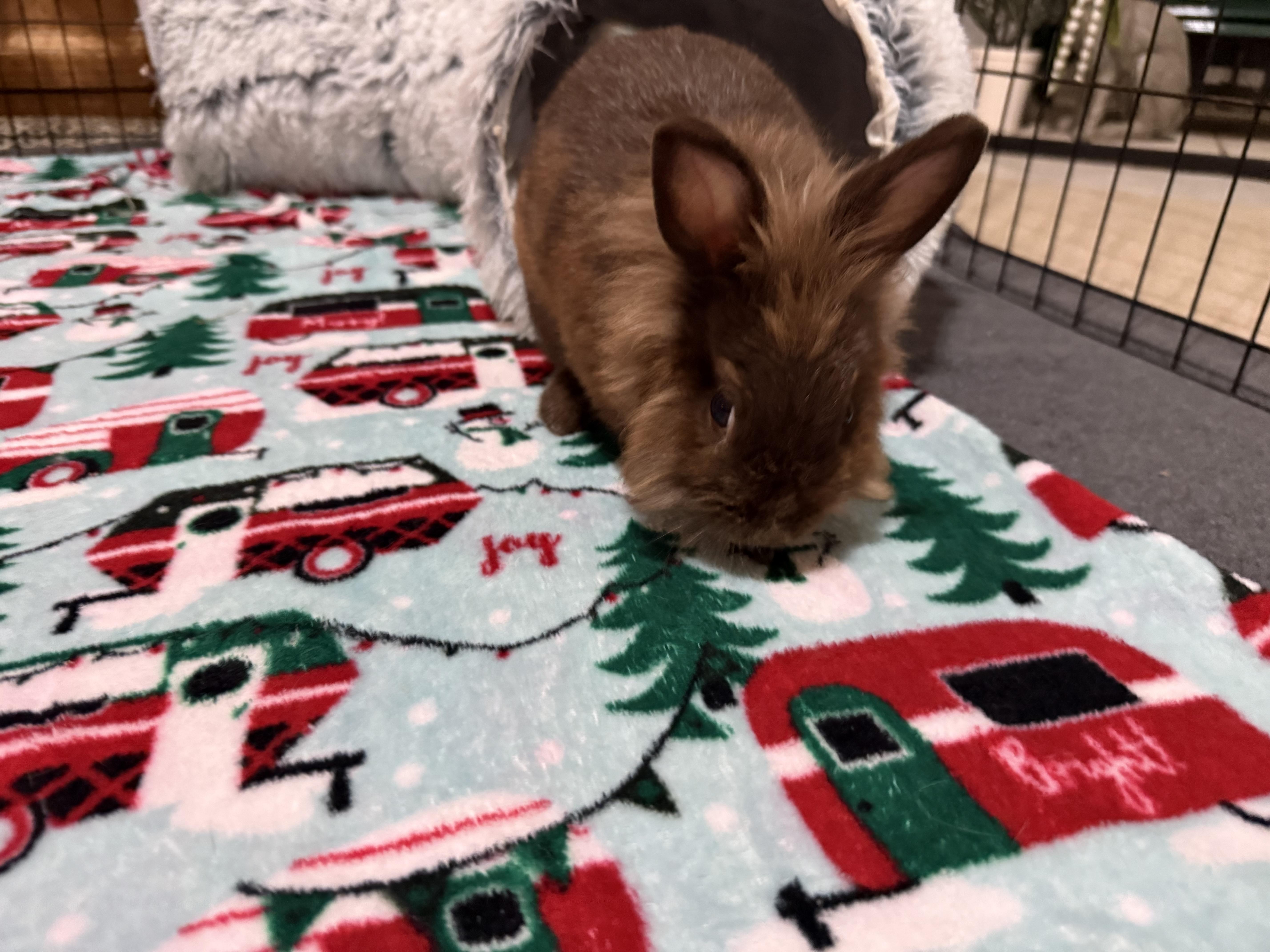 Maple, Adoptable, Young Female Dwarf & Lionhead.