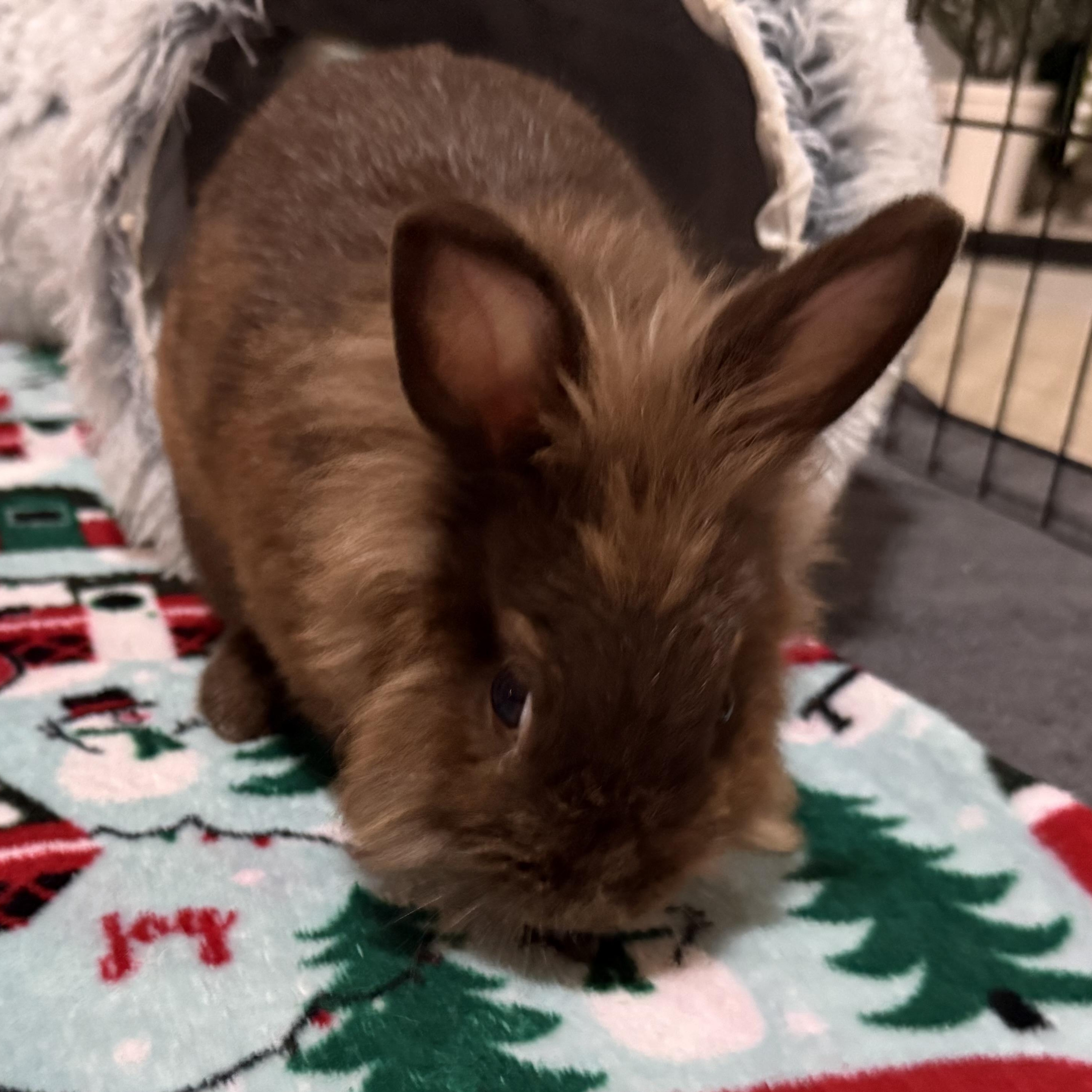 Enlarge Maple, a Adoptable mixed breed in Little Rock, AR image 4/6