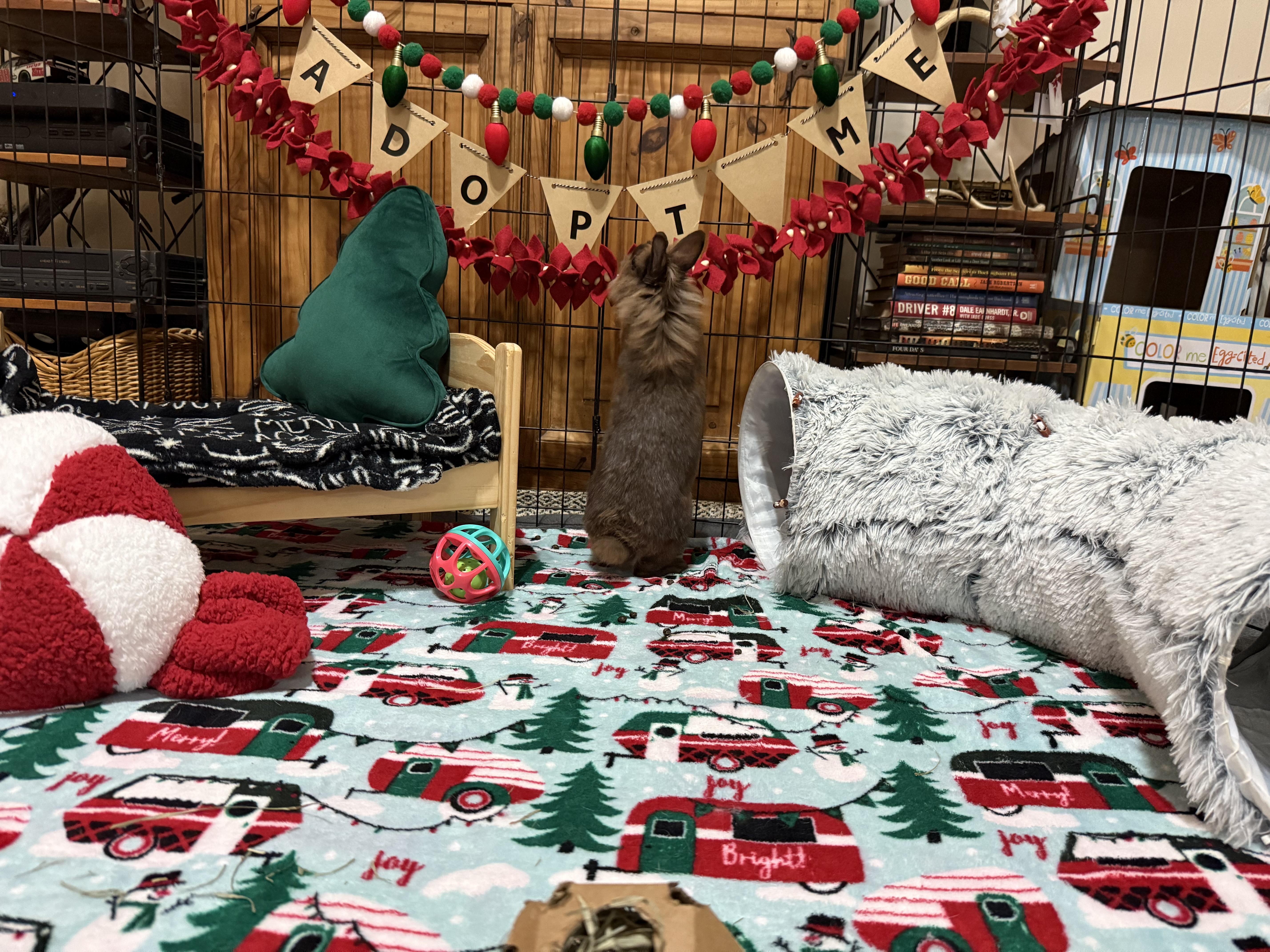 Enlarge Maple, a Adoptable mixed breed in Little Rock, AR image 2/4