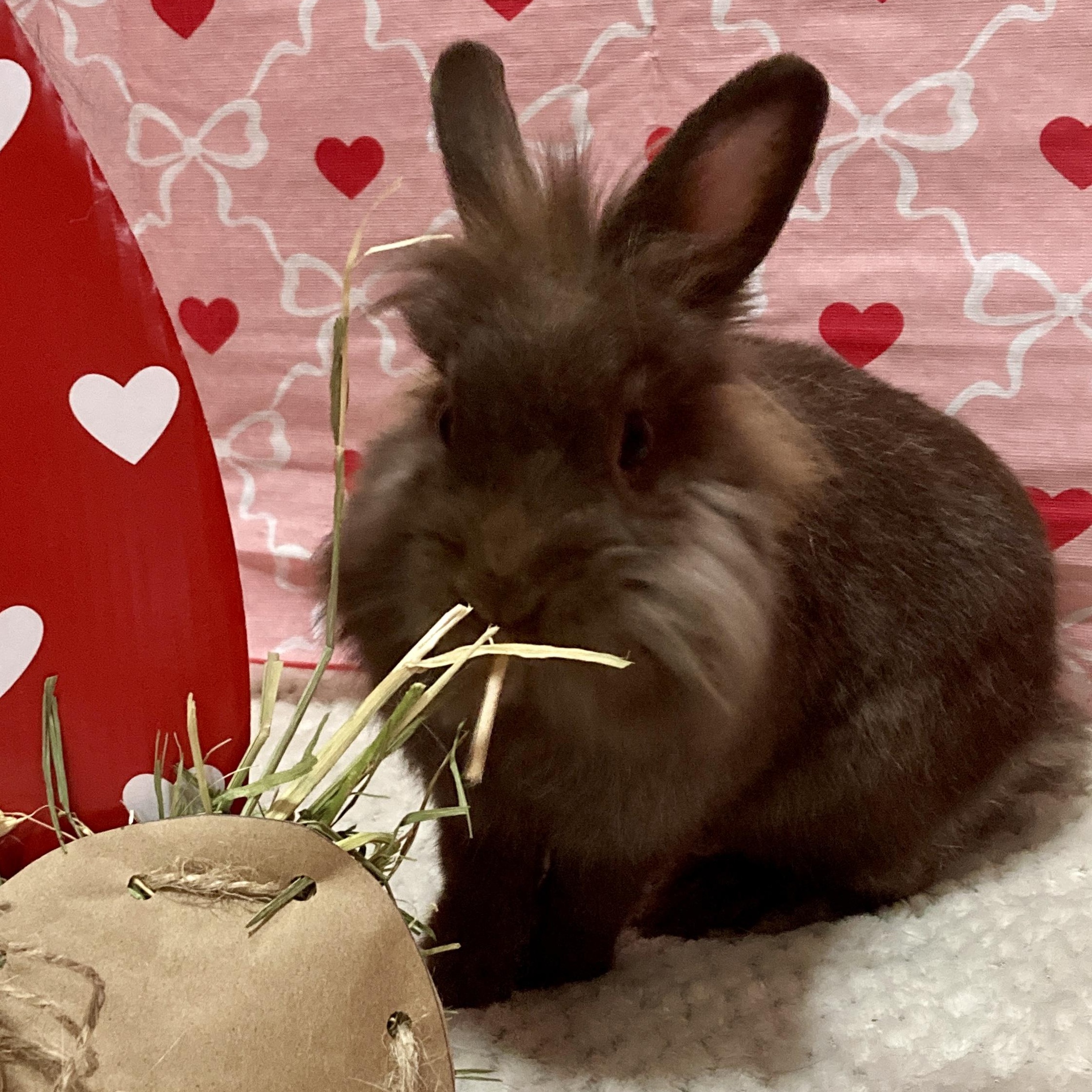 Maple, Adoptable, Young Female Dwarf & Lionhead.