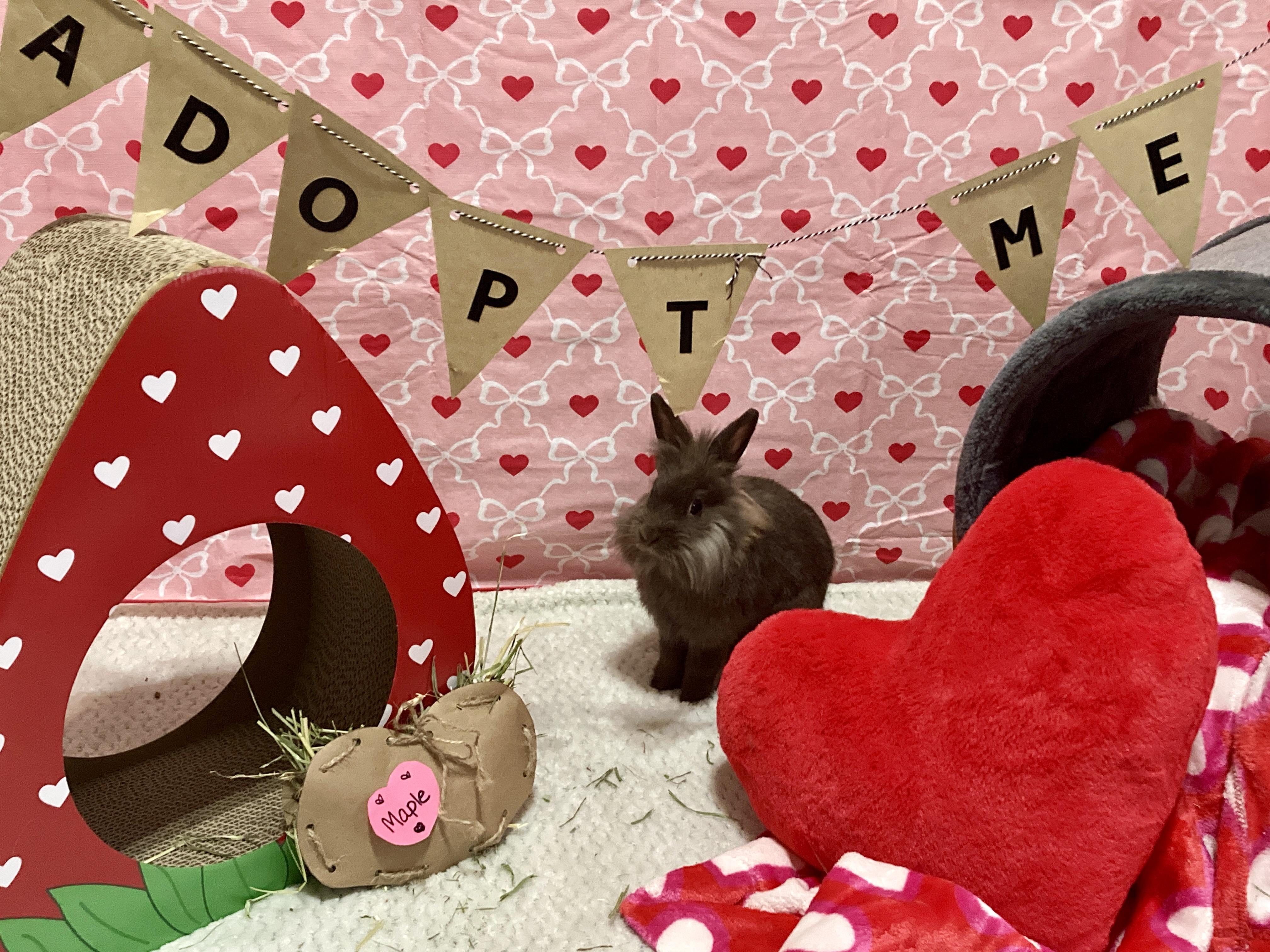 Enlarge Maple, a Adoptable mixed breed in Little Rock, AR image 3/6