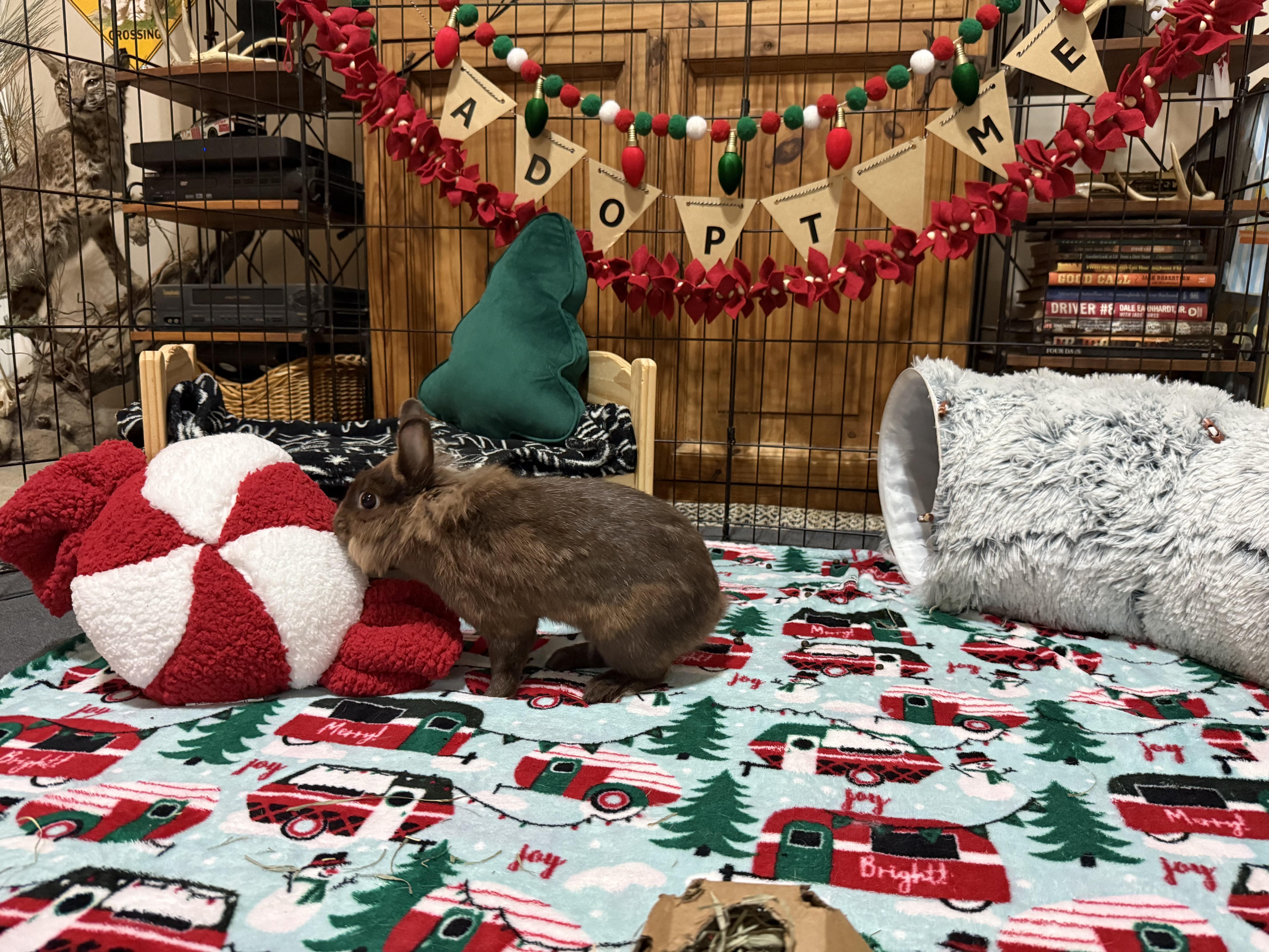 Enlarge Maple, a Adoptable mixed breed in Little Rock, AR image 3/4