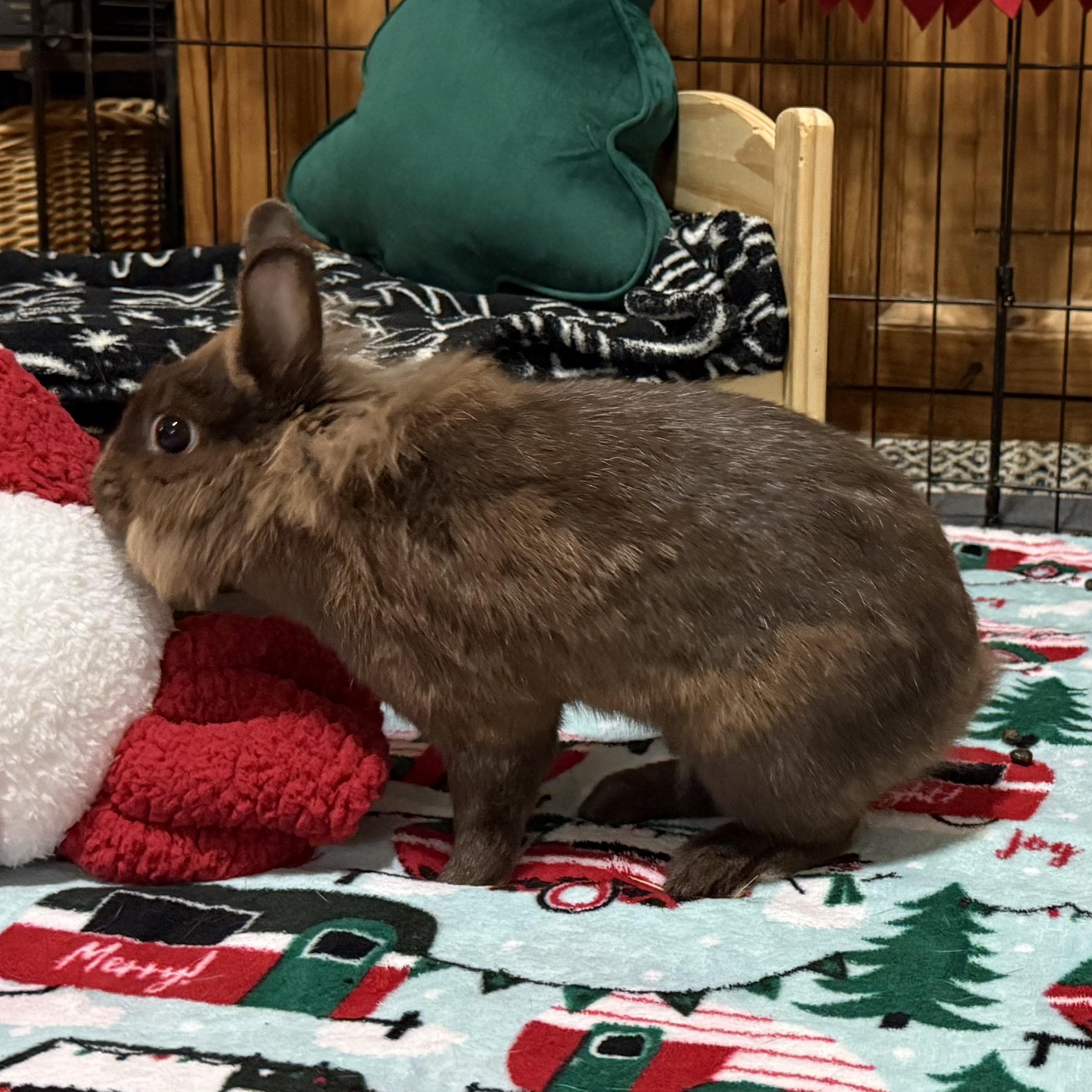 Enlarge Maple, a Adoptable mixed breed in Little Rock, AR image 6/6