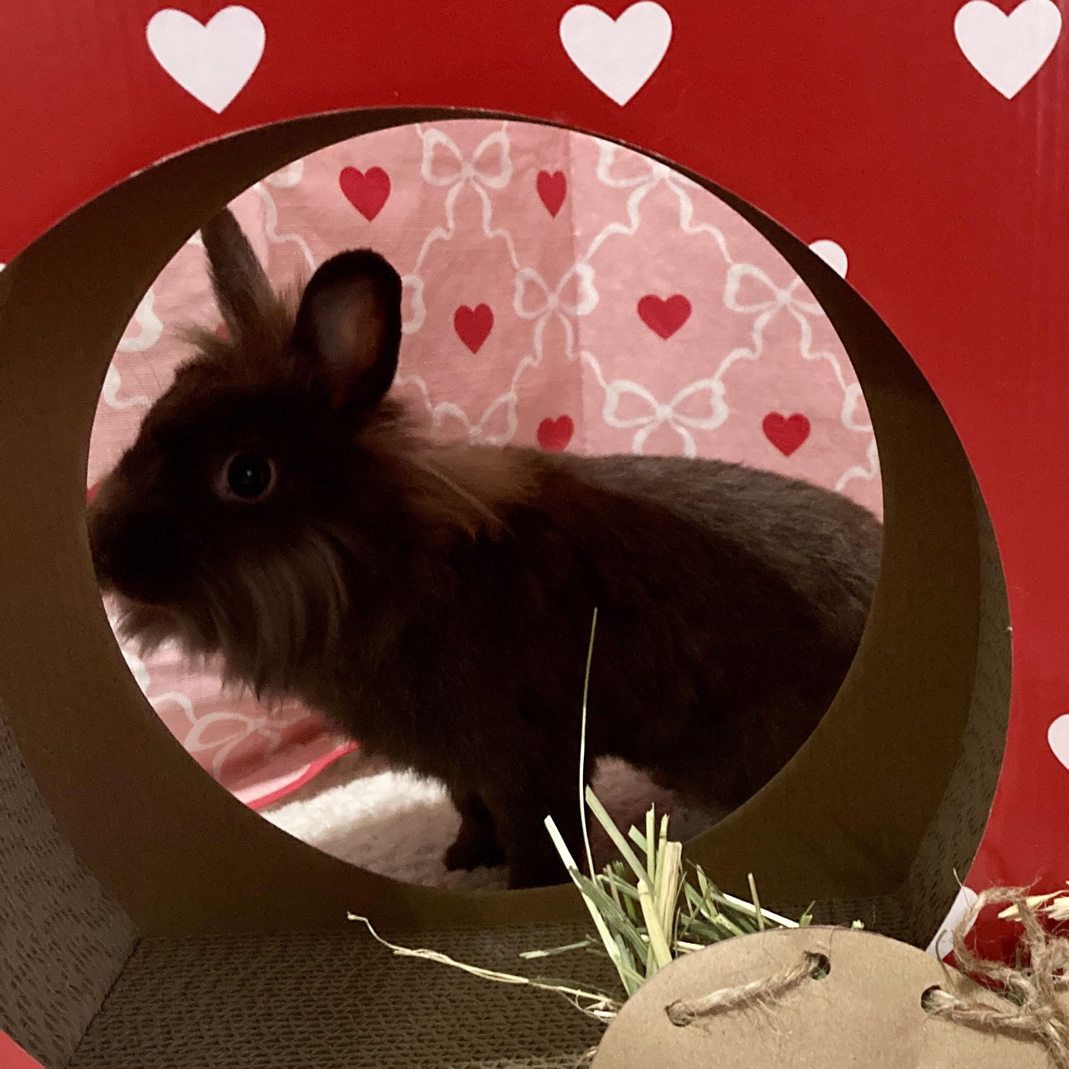 Enlarge Maple, a Adoptable mixed breed in Little Rock, AR image 2/6