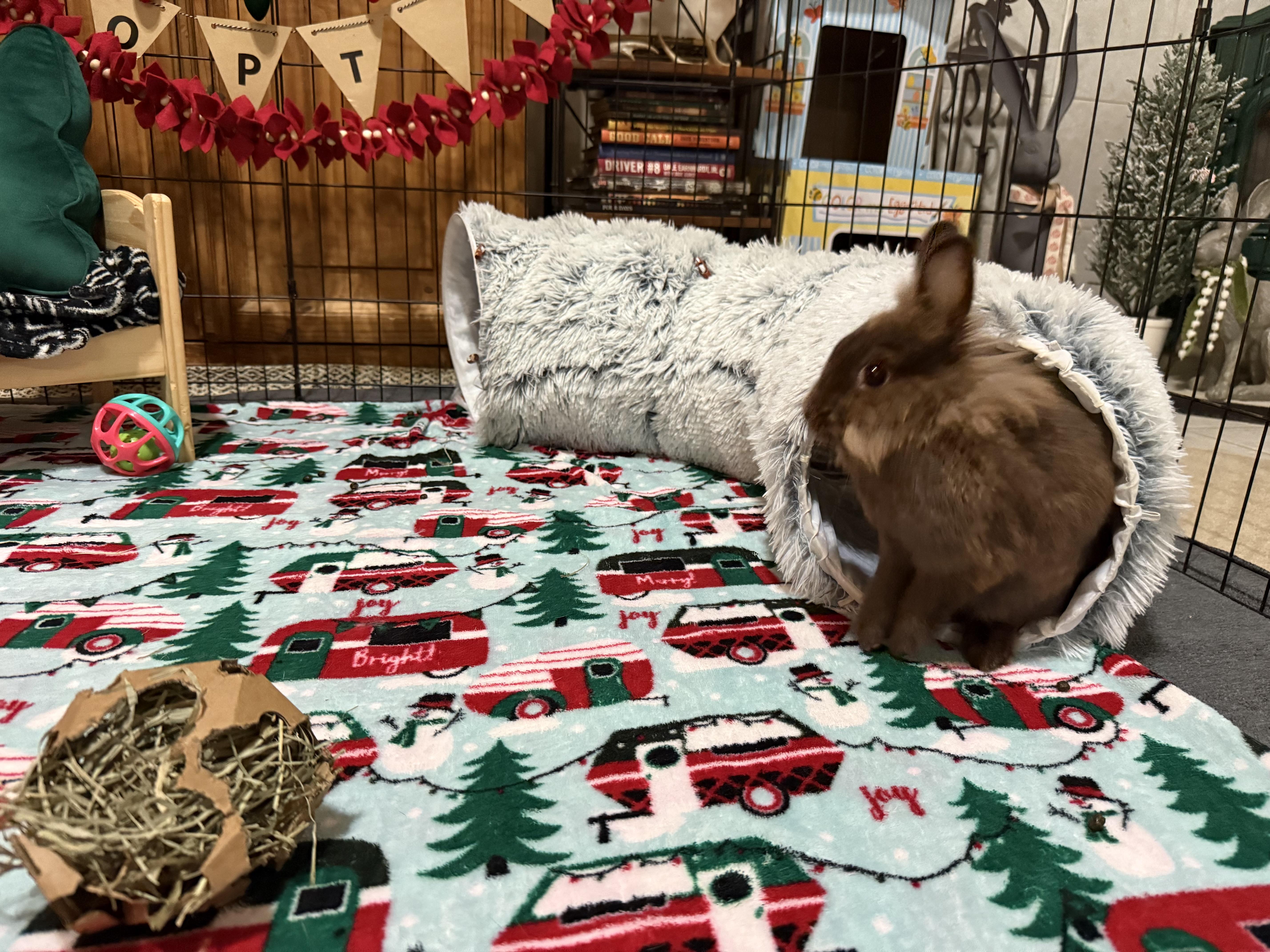 Enlarge Maple, a Adoptable mixed breed in Little Rock, AR image 4/4