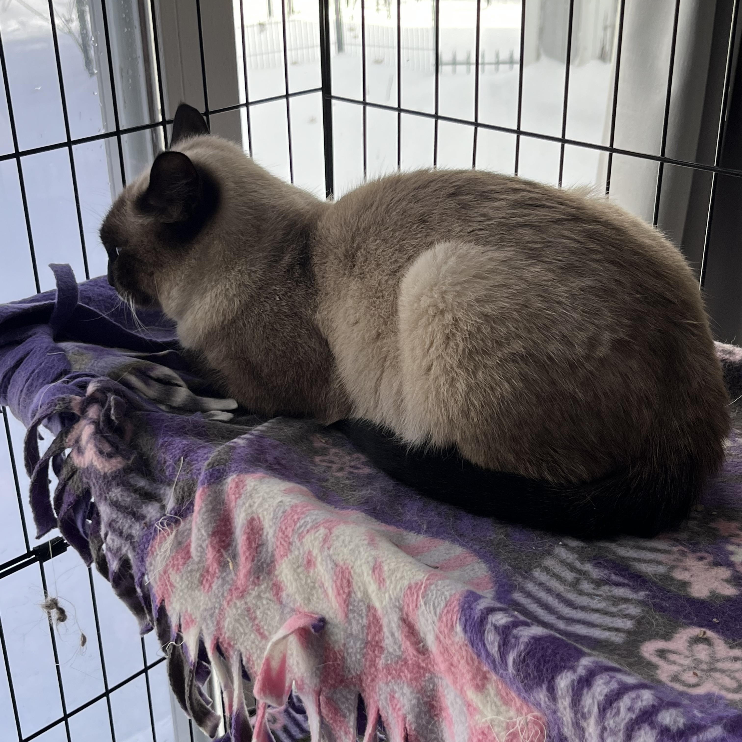 Mocha, a ADOPTABLE mixed breed in Palatine, IL image 1/2