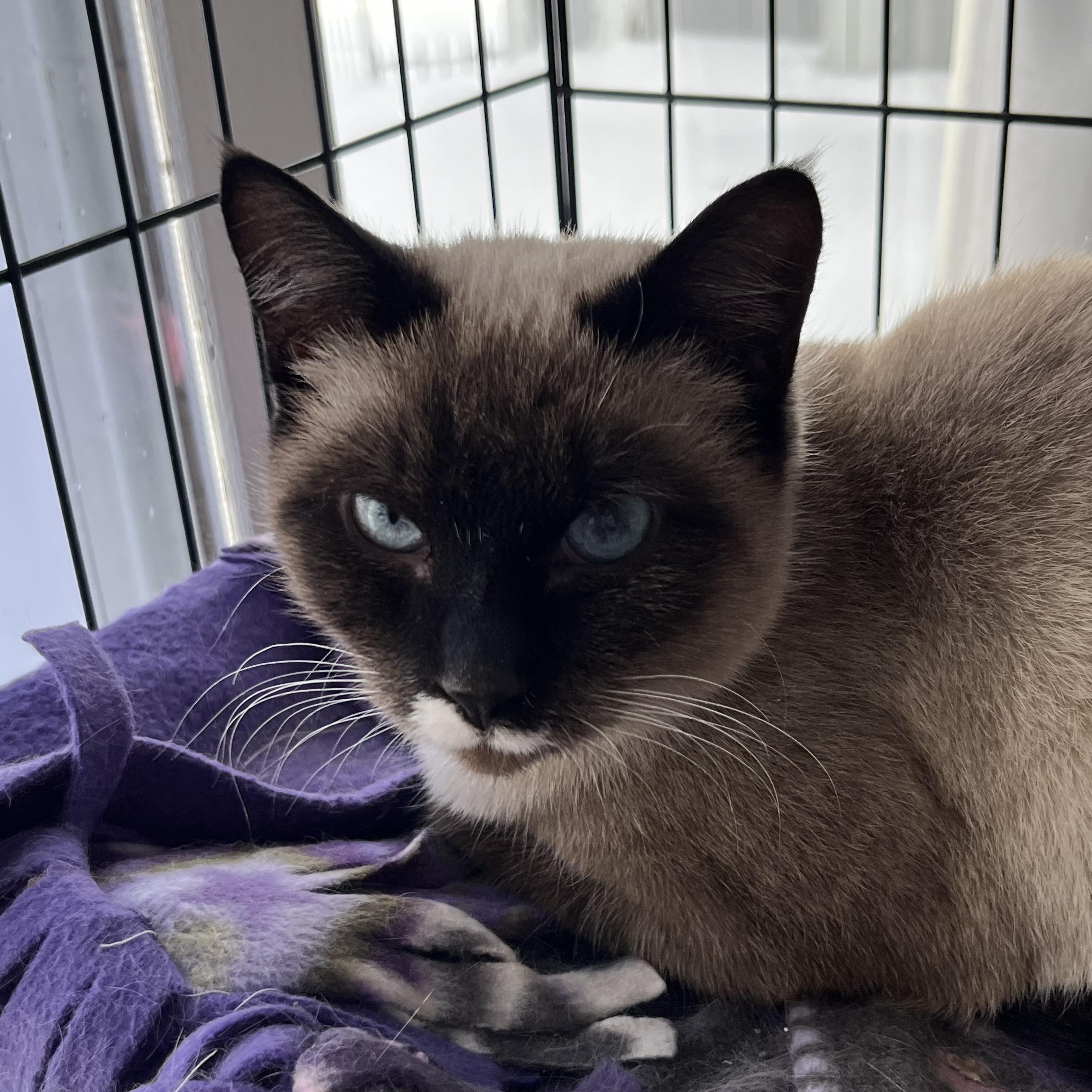 Mocha, a ADOPTABLE mixed breed in Palatine, IL image 2/2