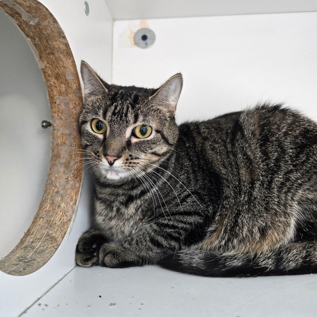 Enlarge Amethyst, a Adoptable mixed breed in Jasper, IN image 1/1