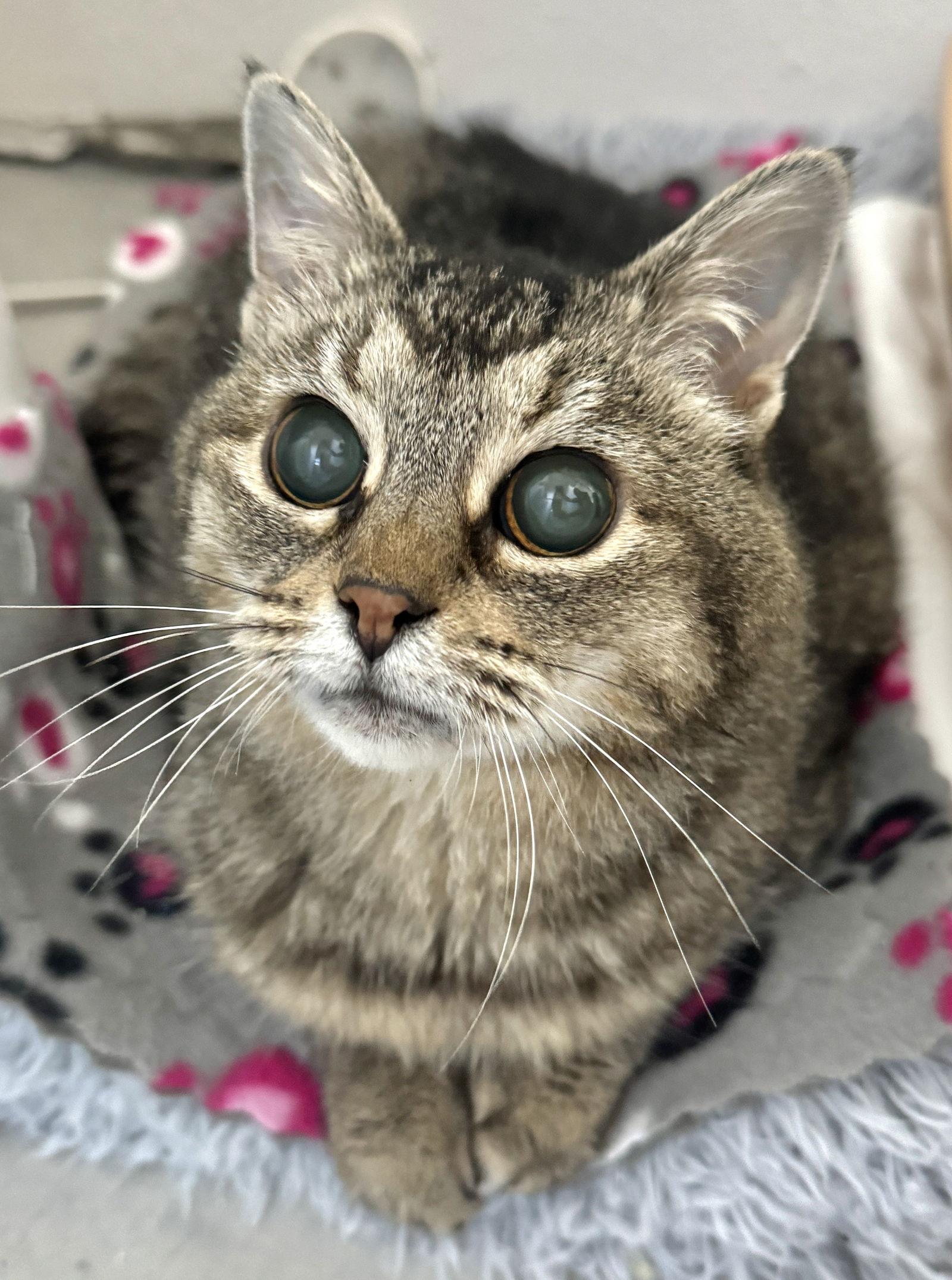 Hootie - sightless sweetie, a Adoptable mixed breed in San Luis Obispo, CA image 1/3