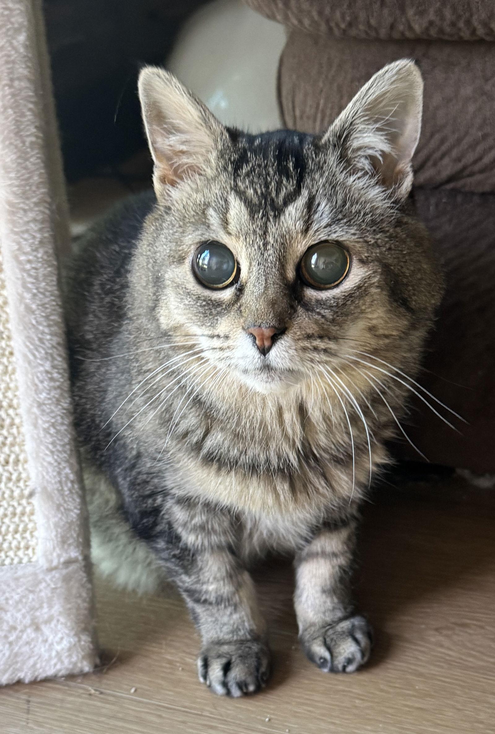 Hootie - sightless sweetie, a Adoptable mixed breed in San Luis Obispo, CA image 3/3