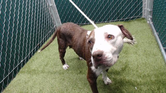 FATU, Adoptable, Senior Female Pit Bull Terrier & Mixed Breed.
