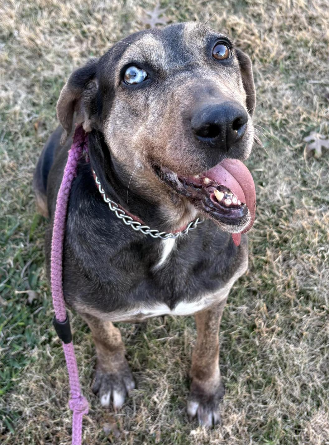 Star, a Adoptable mixed breed in Jxn, MS image 6/6