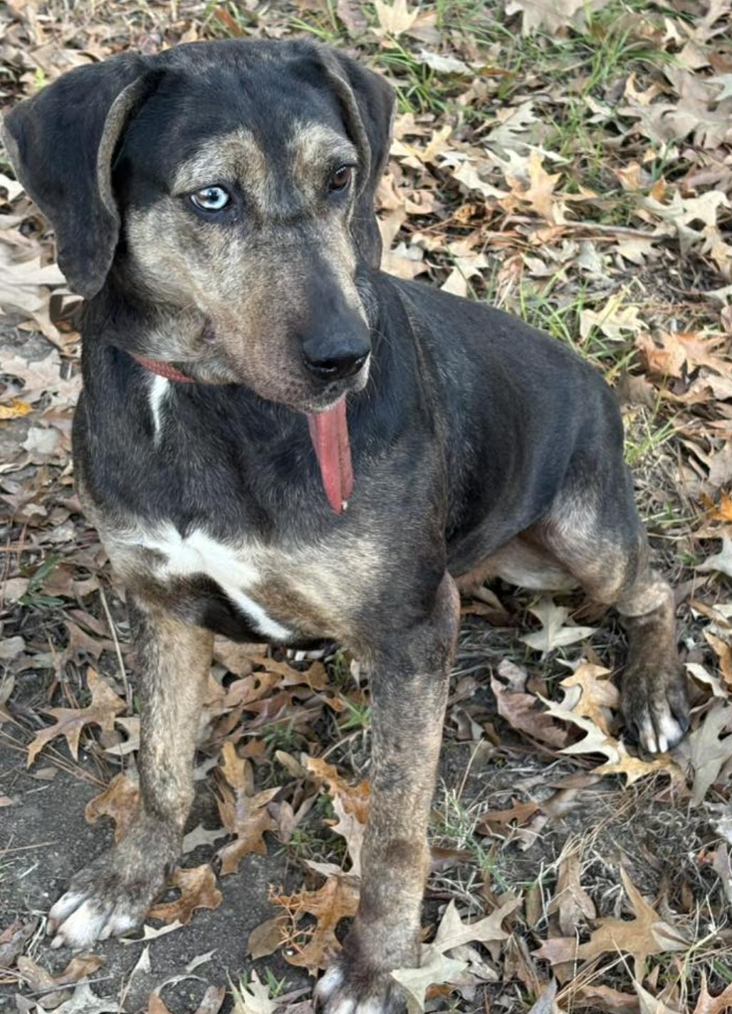 Star, a Adoptable mixed breed in Jxn, MS image 3/6