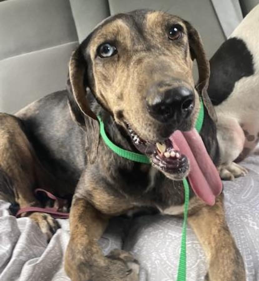 Star, a Adoptable mixed breed in Jxn, MS image 5/6