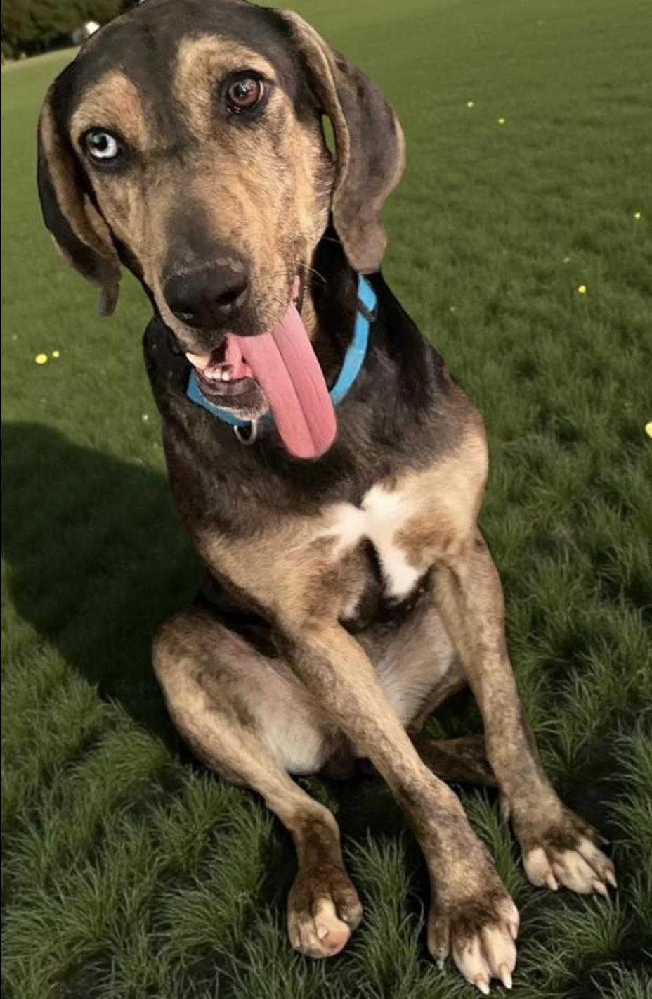 Star, Adoptable, Adult Female Catahoula Leopard Dog.