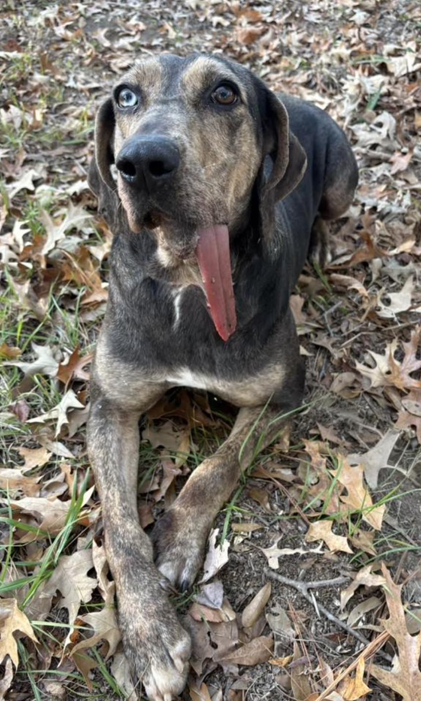 Star, a Adoptable mixed breed in Jxn, MS image 4/6