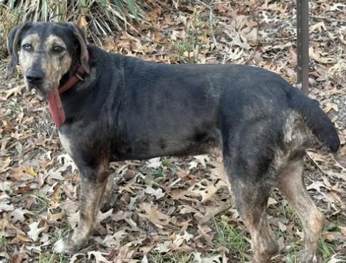 Star, a Adoptable mixed breed in Jxn, MS image 2/6
