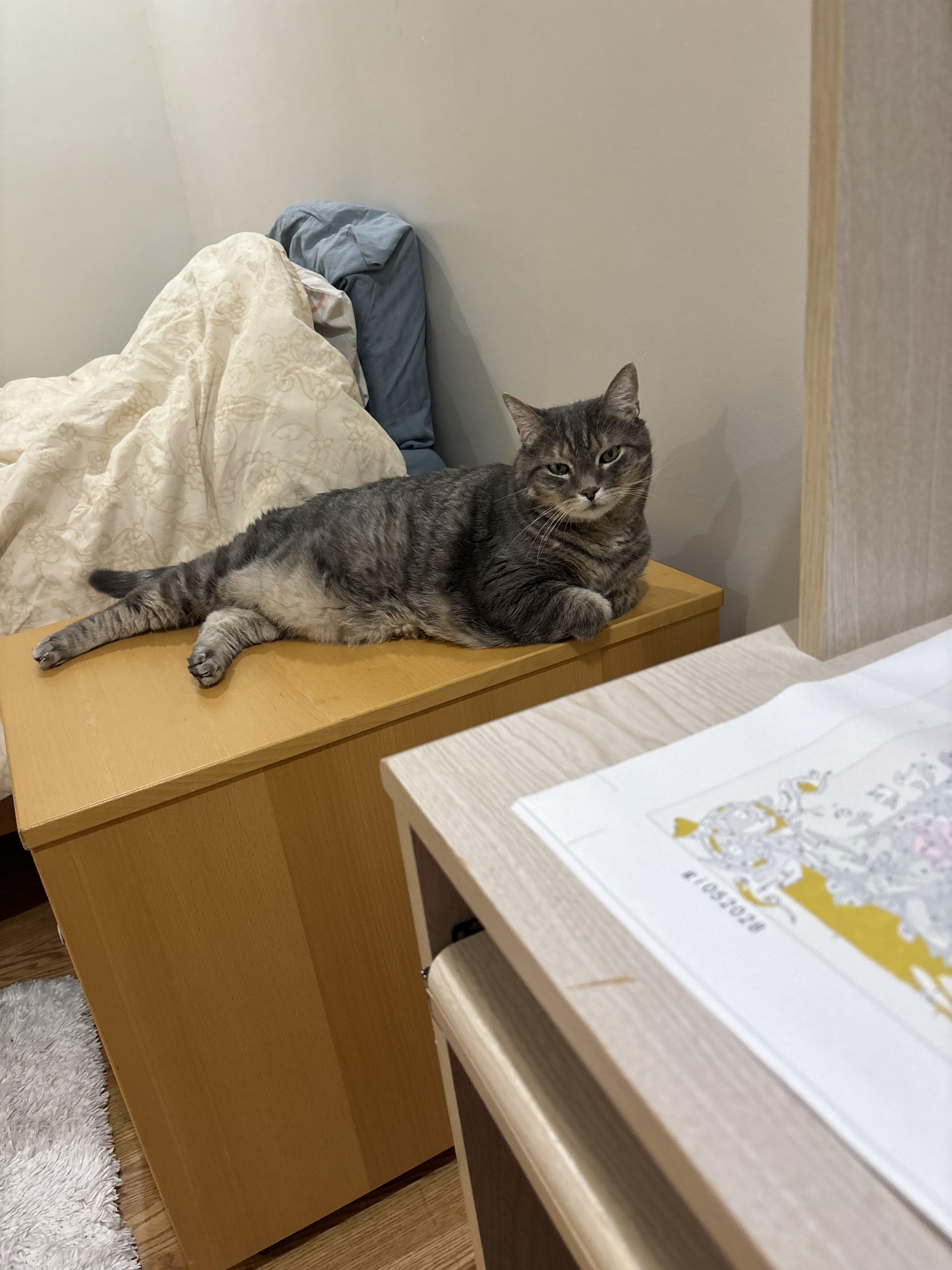 Enlarge Jersey Boy, a Adoptable Domestic Short Hair in Millington, NJ image 3/3