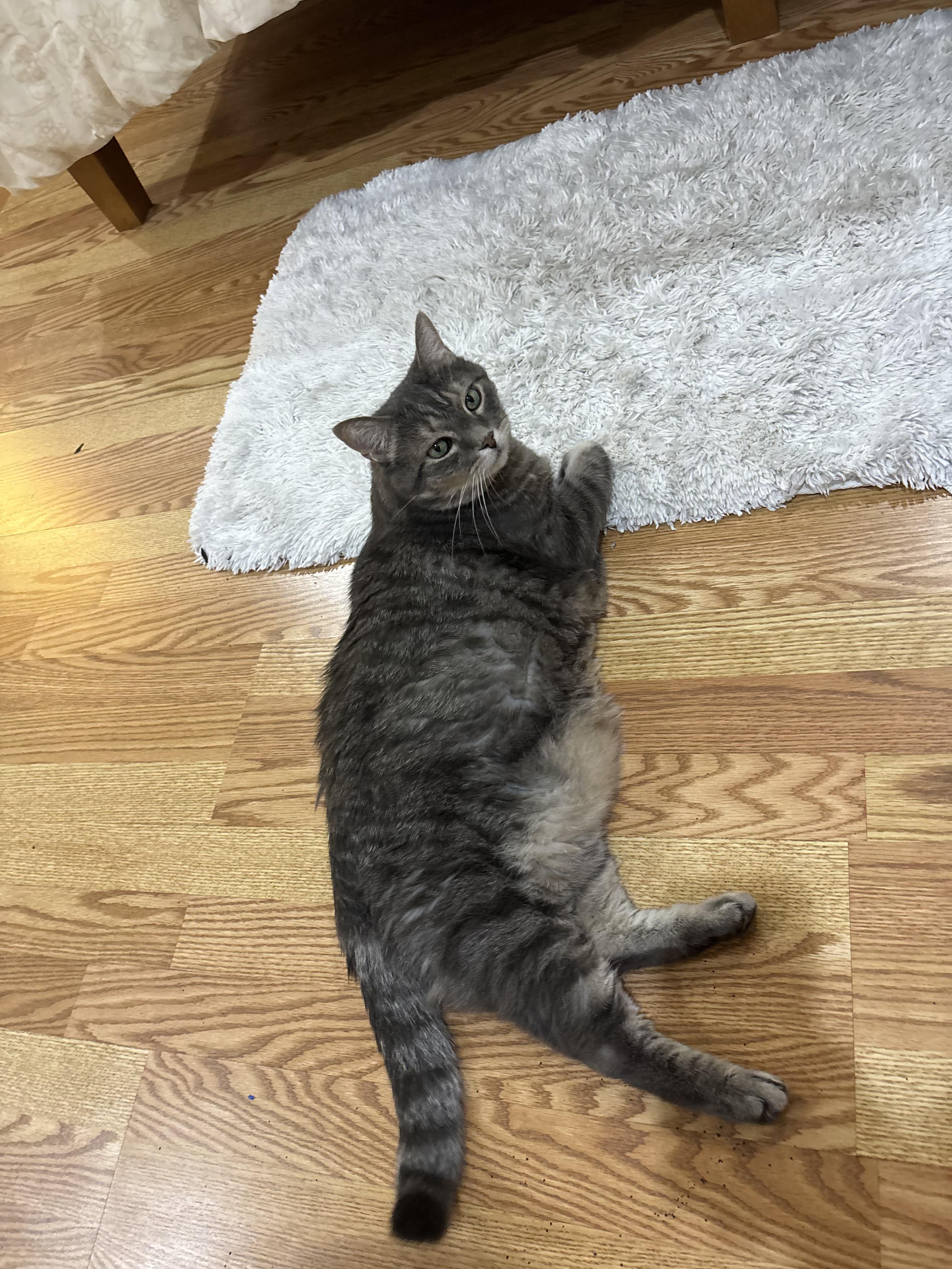 Jersey Boy, Adoptable, Senior Female Domestic Short Hair.