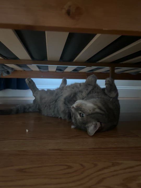 Enlarge Jersey Boy, a Adoptable Domestic Short Hair in Millington, NJ video 2/3