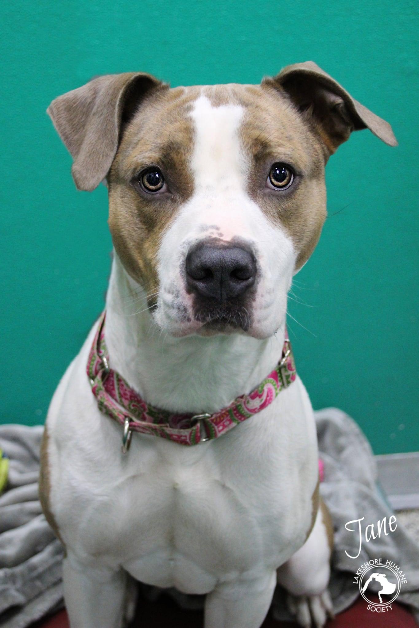 Enlarge Jane, a Adoptable mixed breed in Dunkirk, NY image 1/1