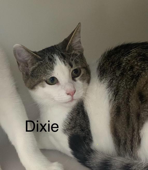 Dixie, a Adoptable mixed breed in Hollister, CA image 1/3