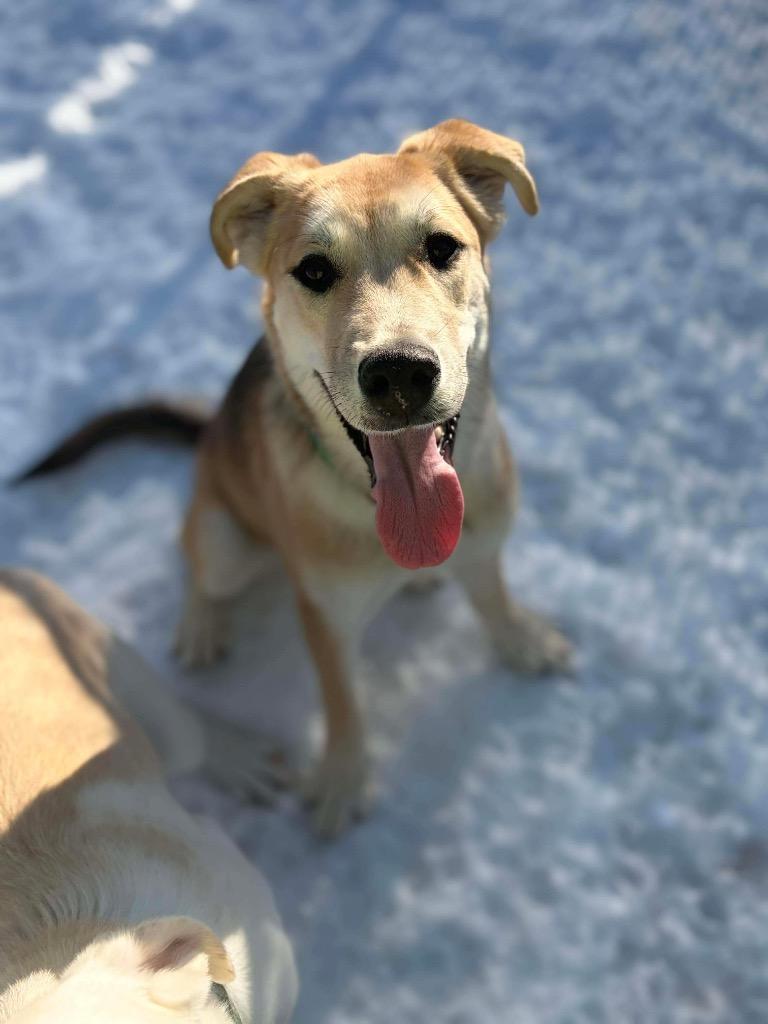 LD3 Cruz, Adoptable, Puppy Male Shepherd & Mixed Breed.