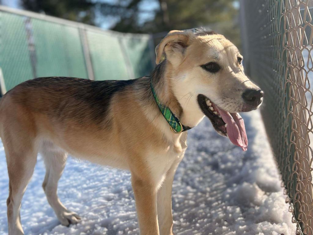 Enlarge LD3 Cruz, a Adoptable mixed breed in Ashland, WI image 2/4