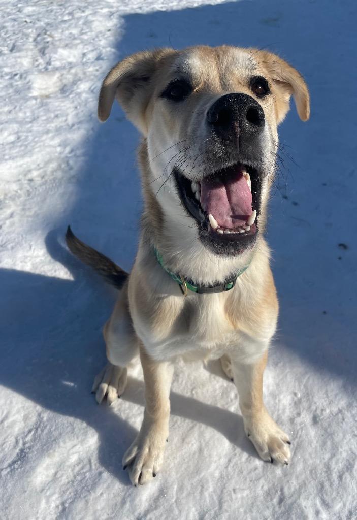 Enlarge LD3 Cruz, a Adoptable mixed breed in Ashland, WI image 3/4