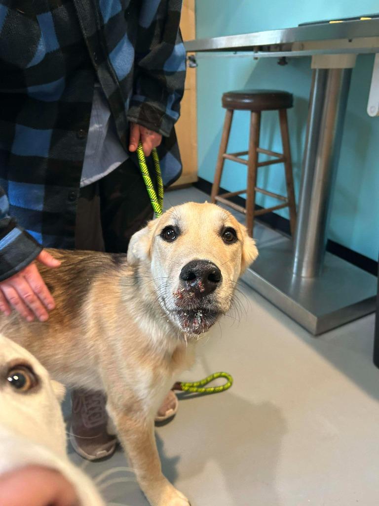 Enlarge LD3 Cruz, a Adoptable mixed breed in Ashland, WI image 4/4