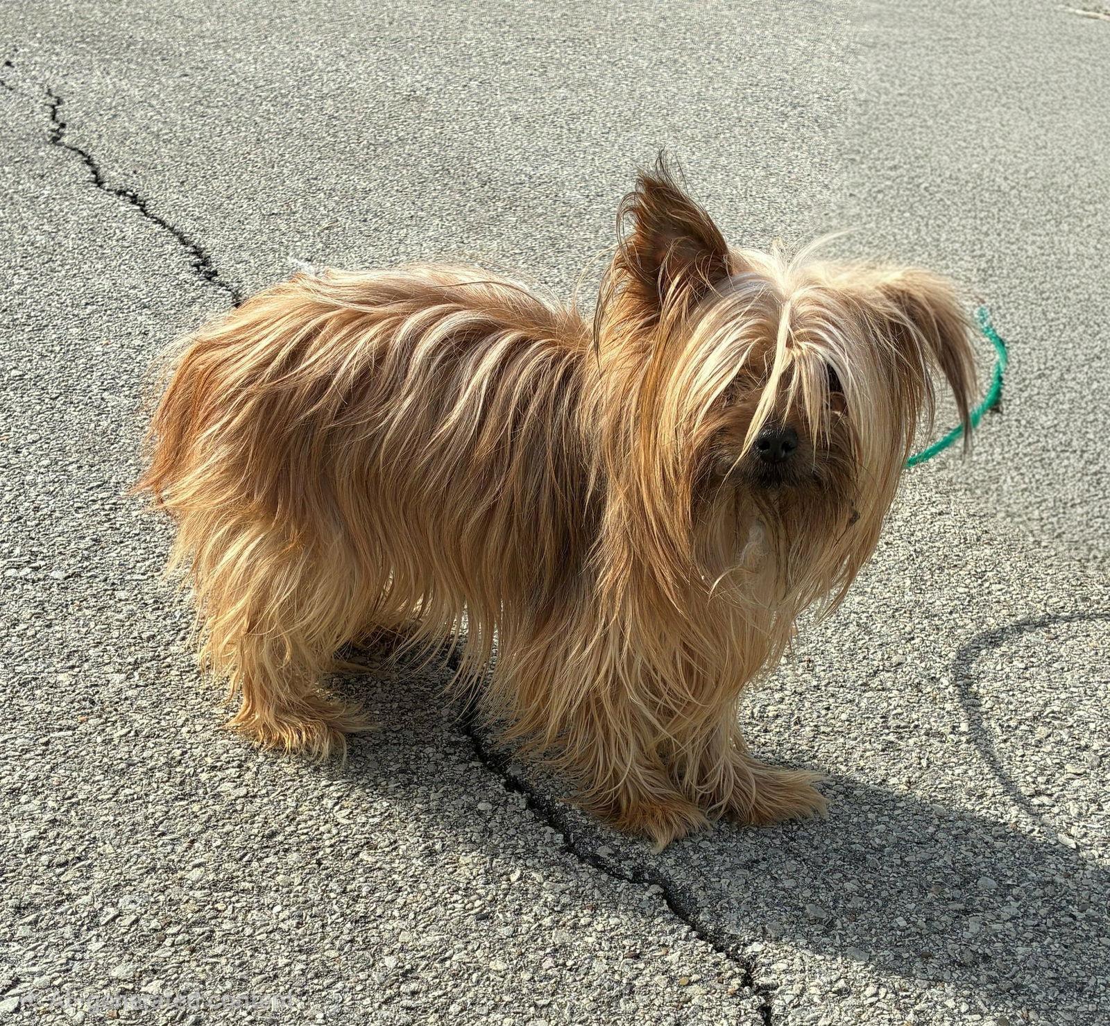 Enlarge Gizmo, a Adopted Yorkshire Terrier in Croydon, NH image 1/1