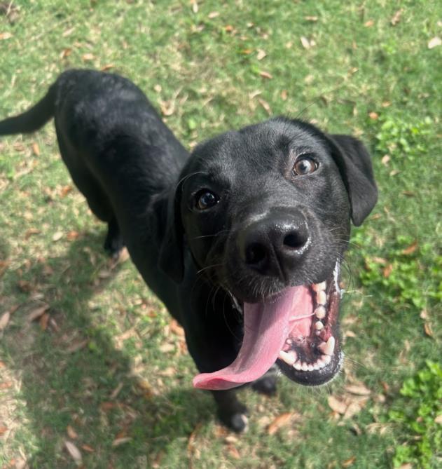 CHRISTOPHER, Adoptable, Young Male Labrador Retriever & Mixed Breed.