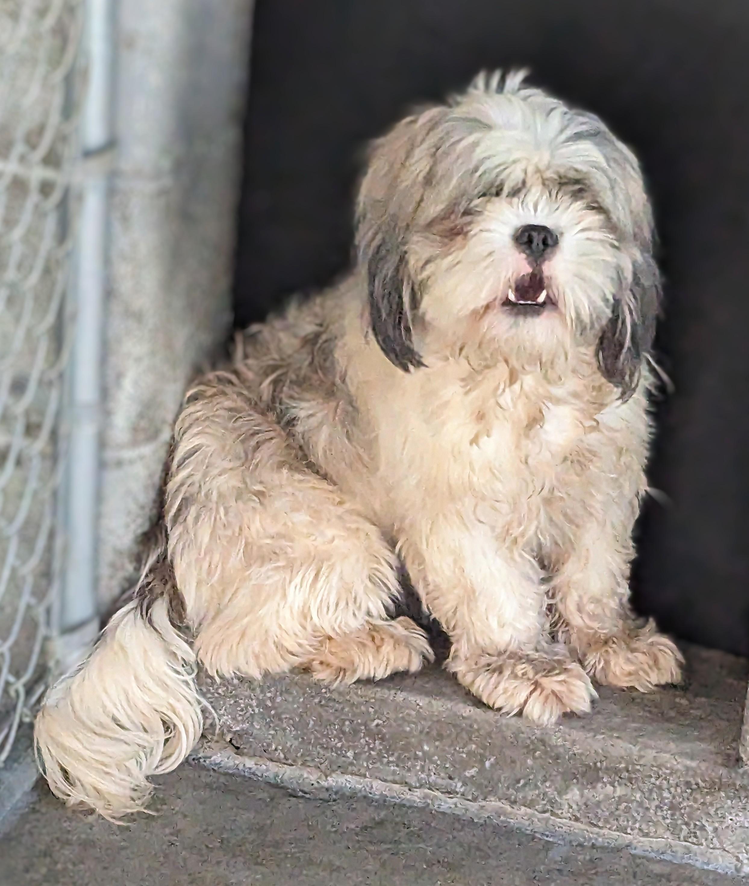 Rocky, Adult Male Shih Tzu