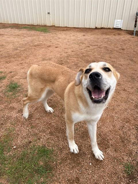 Enlarge APRICOT, a Adoptable Husky in Killeen, TX image 1/1