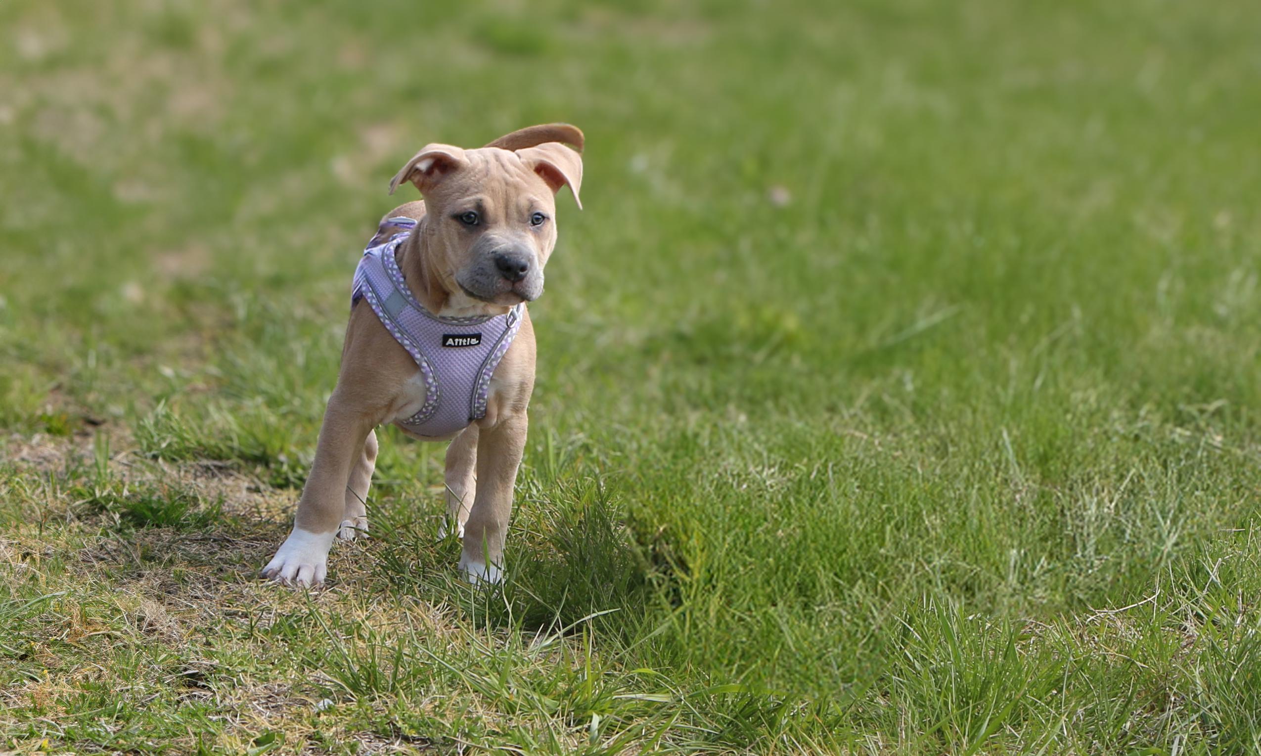 Enlarge Colleen, an adopted mixed breed in Charles Town, WV image 5/5