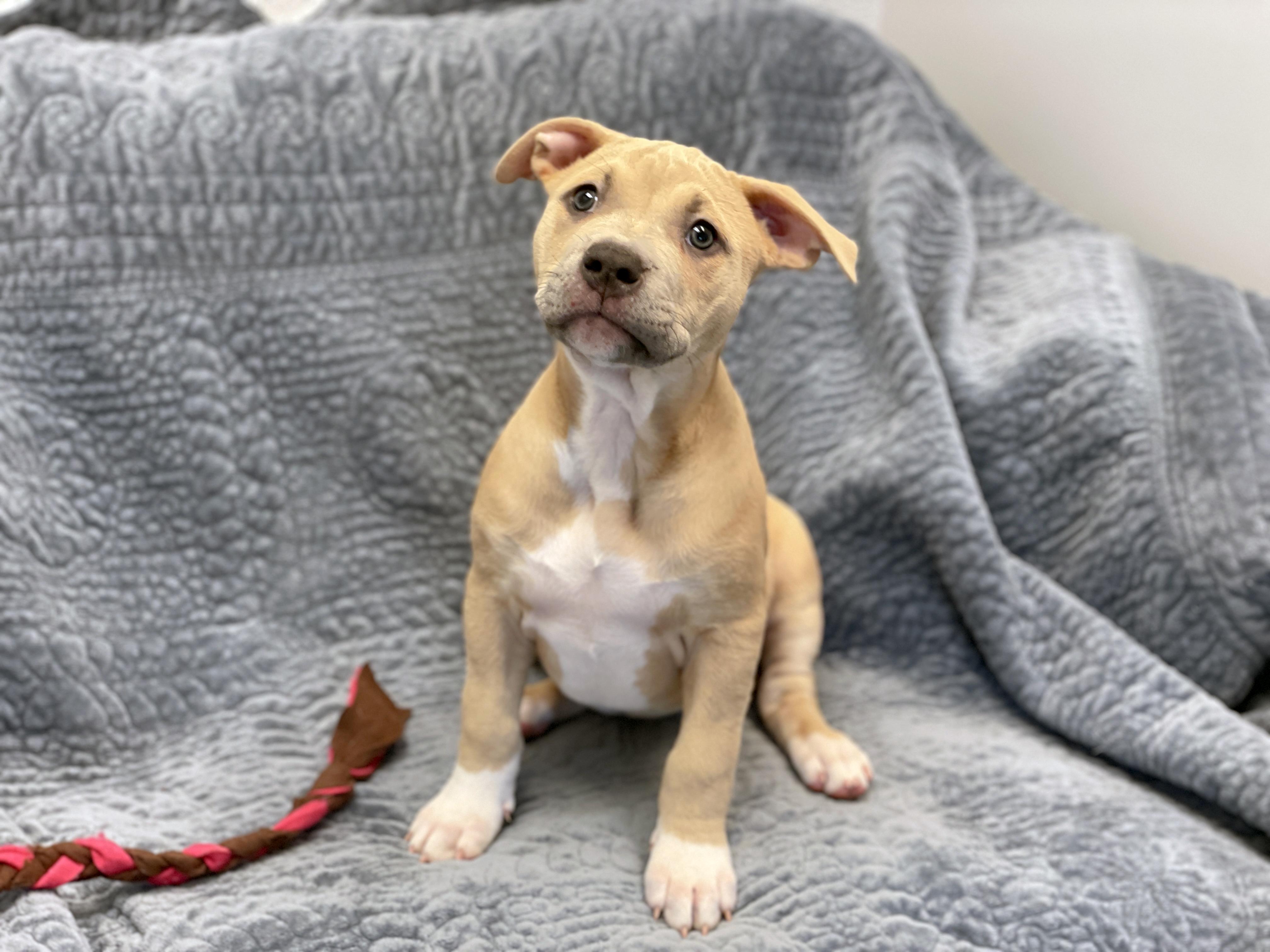 Colleen, adopted, Puppy Female Terrier.
