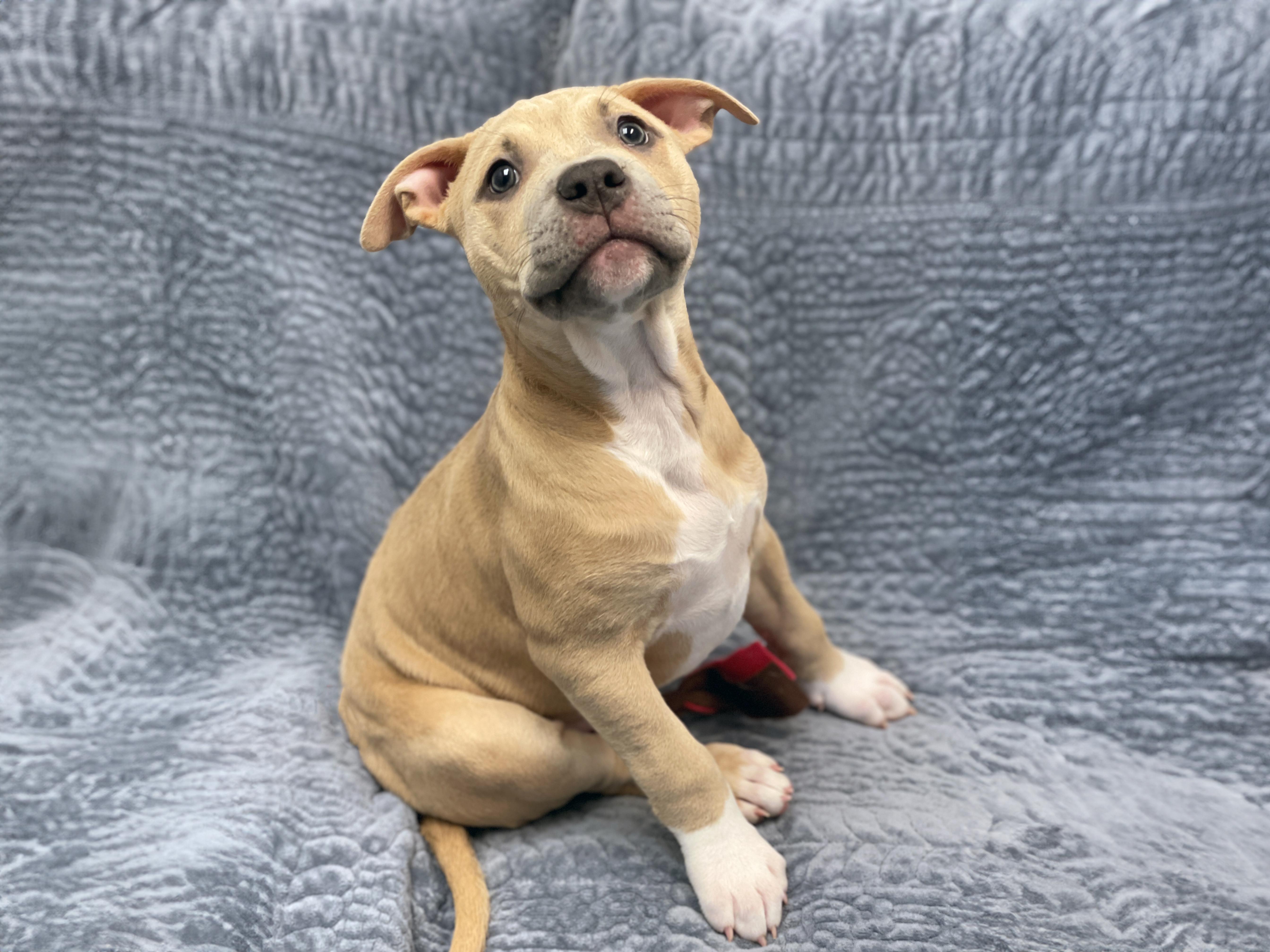 Enlarge Colleen, an adopted mixed breed in Charles Town, WV image 3/5