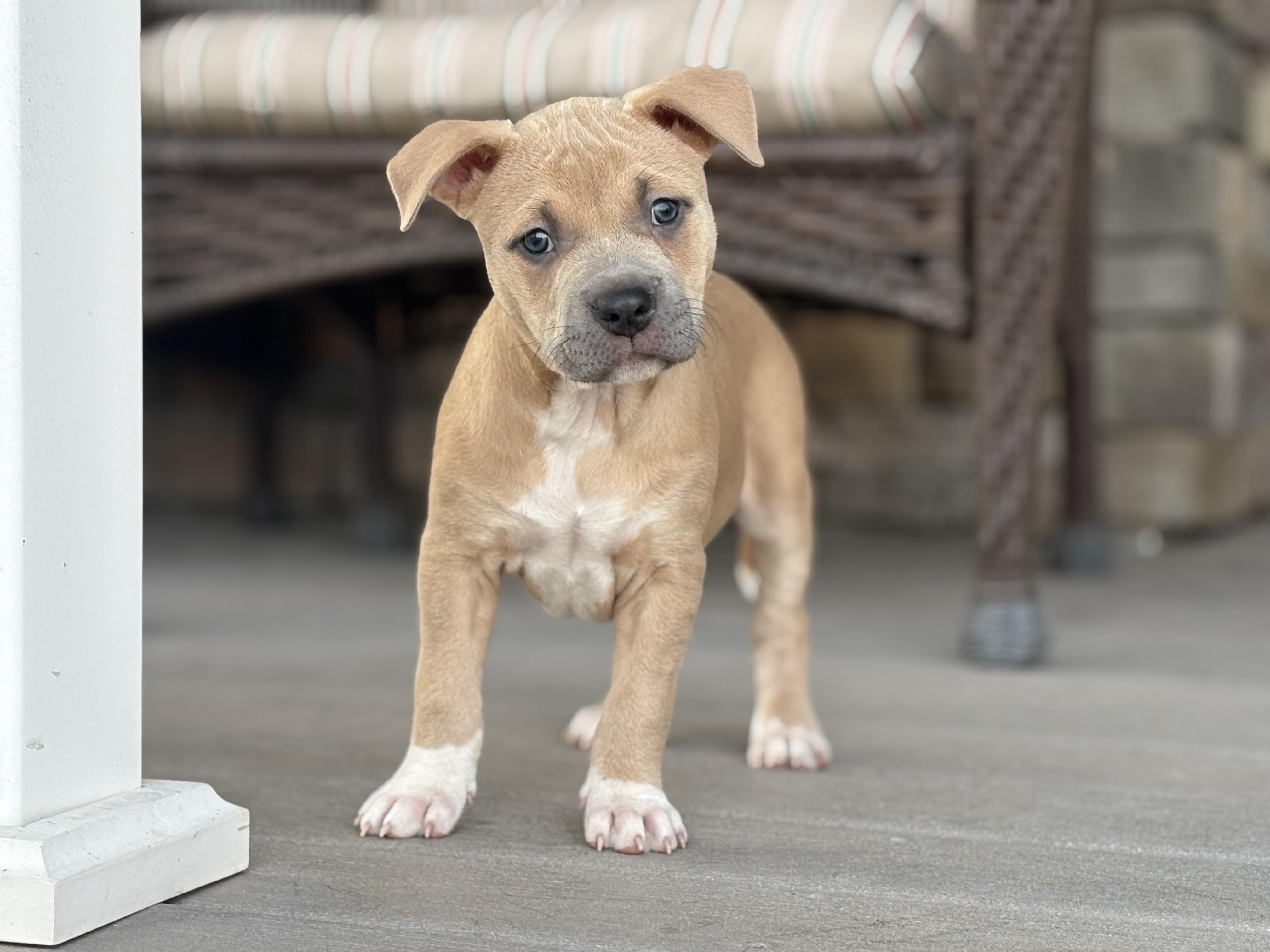 Enlarge Colleen, an adopted mixed breed in Charles Town, WV image 2/5