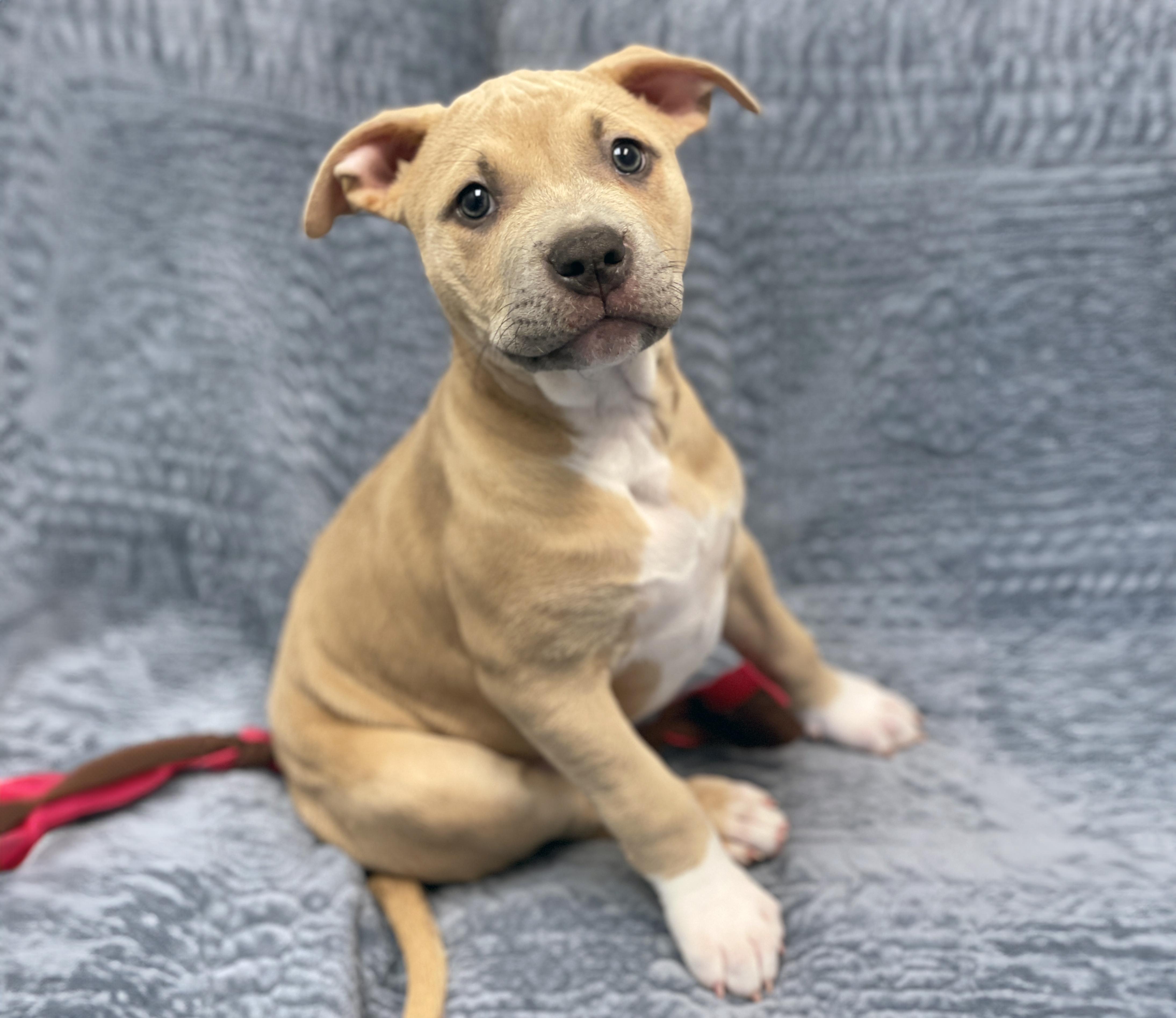 Enlarge Colleen, an adopted mixed breed in Charles Town, WV image 4/5